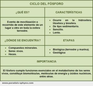Ciclo del fósforo, qué es, dónde ocurre, etapas e importancia