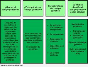 Código genético, características, como se descifra y para qué sirve