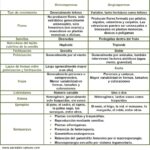 cuadro-comparativo-diferencias-entre-angiospermas-y-gimnospermas