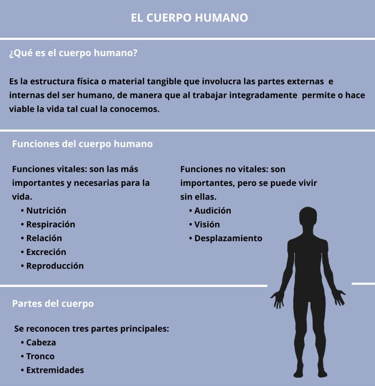 Cuerpo humano, cuadro resumen, esquema