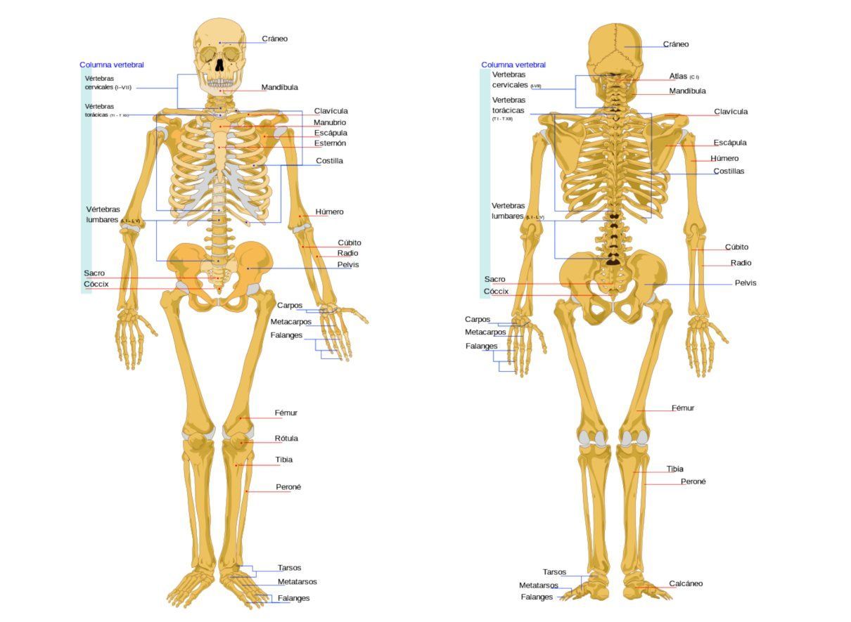 Sistema esquelético humano, huesos