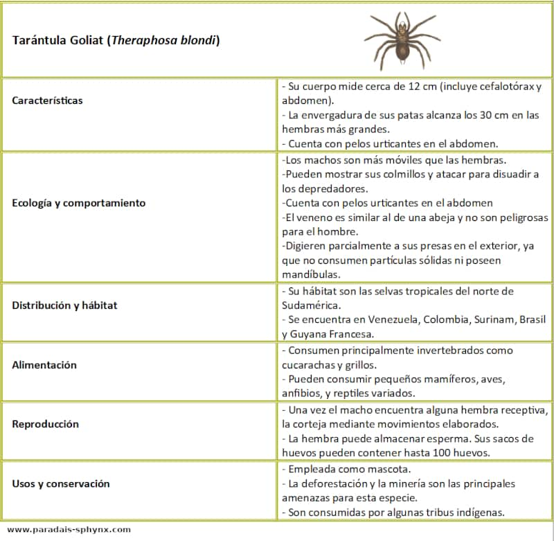 Cuadro resumen, ficha de Tarántula Goliat, Theraphosa blondi