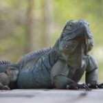 iguana-azul-cyclura-lewisi