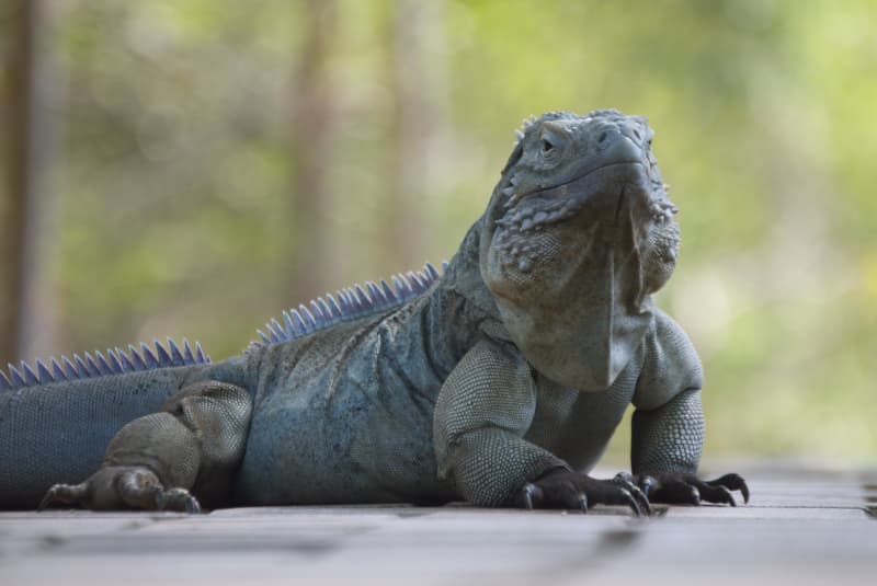 Iguana Azul, Cyclura lewisi, características y ciclo de vida