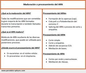 Maduración del ARN (procesamiento), qué , cómo y dónde ocurre