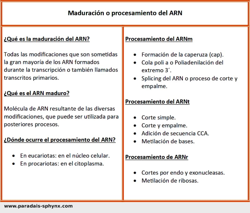 Maduración del ARN (procesamiento), esquema o resumen