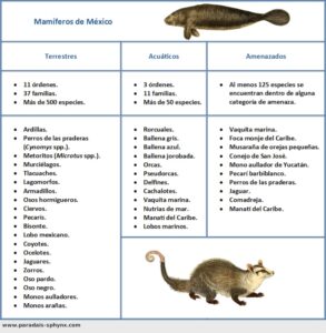 Mamíferos de México, un país con gran biodiversidad