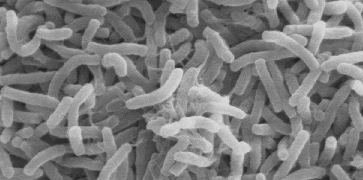 Microorganismos bacterias