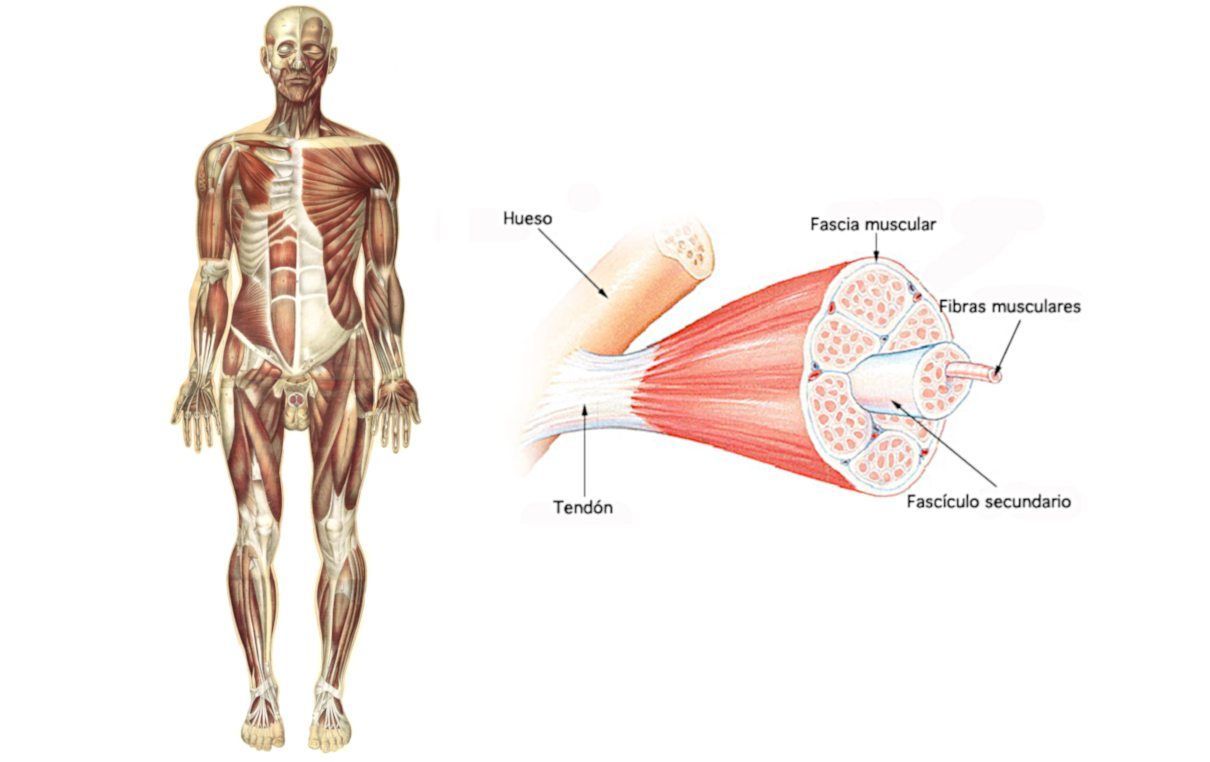 Músculos. Sistema muscular del hombre