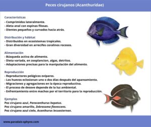 Peces cirujano, características, alimentación y reproducción