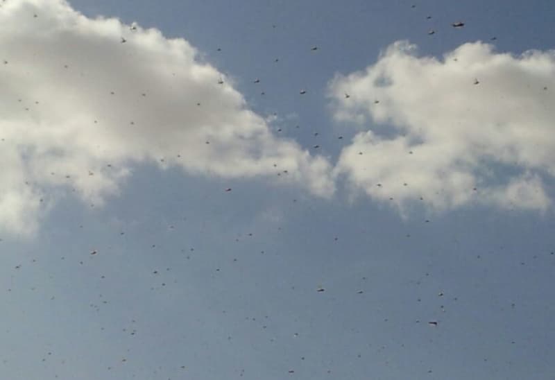 Plaga de langostas, causas y consecuencias, control. Ejemplos