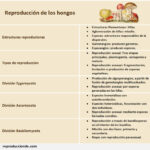 Reproducción de los hongos, sexual y asexual, divisiones más importantes reproduccion-de-los-hongos