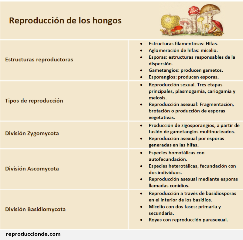 Reproducción de los hongos, sexual y asexual, divisiones más importantes