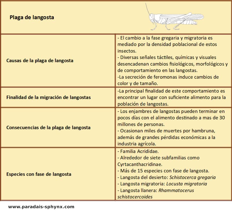 Resumen sobre plaga de langostas