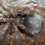 tarantula-goliat-theraphosa-blondi