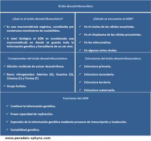 Ácido desoxirribonucleico (ADN), qué es, dónde se encuentra, estructura