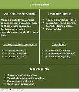 Ácido ribonucleico, qué es, estructura, funciones y tipos