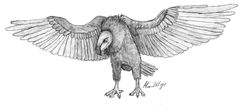 Aves prehistóricas rapaces