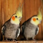 comportamiento-de-las-ninfas