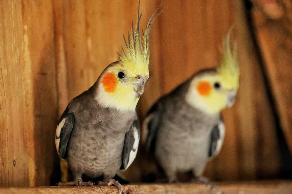 Comportamiento de las ninfas