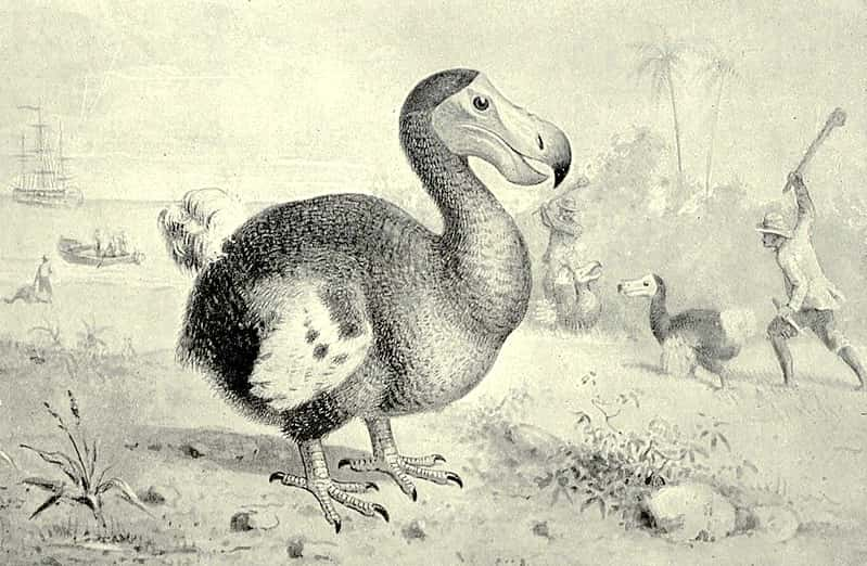 Dodo