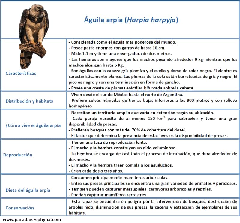 Top 36+ imagen taxonomia del aguila arpia