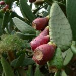 higo-chumbo-opuntia-ficus-indica