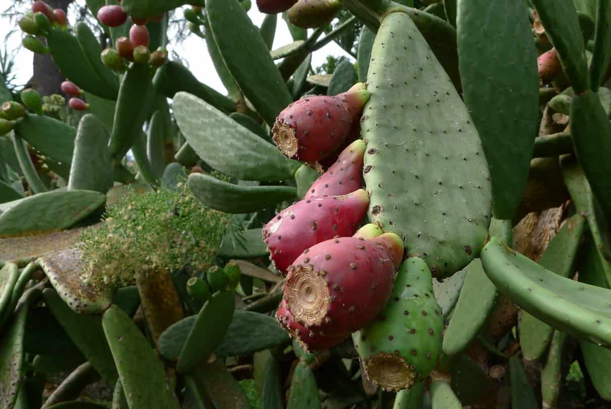 Higo chumbo (Opuntia ficus-indica)