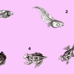 Metamorfosis, qué es y organismos que experimentan este proceso metamorfosis