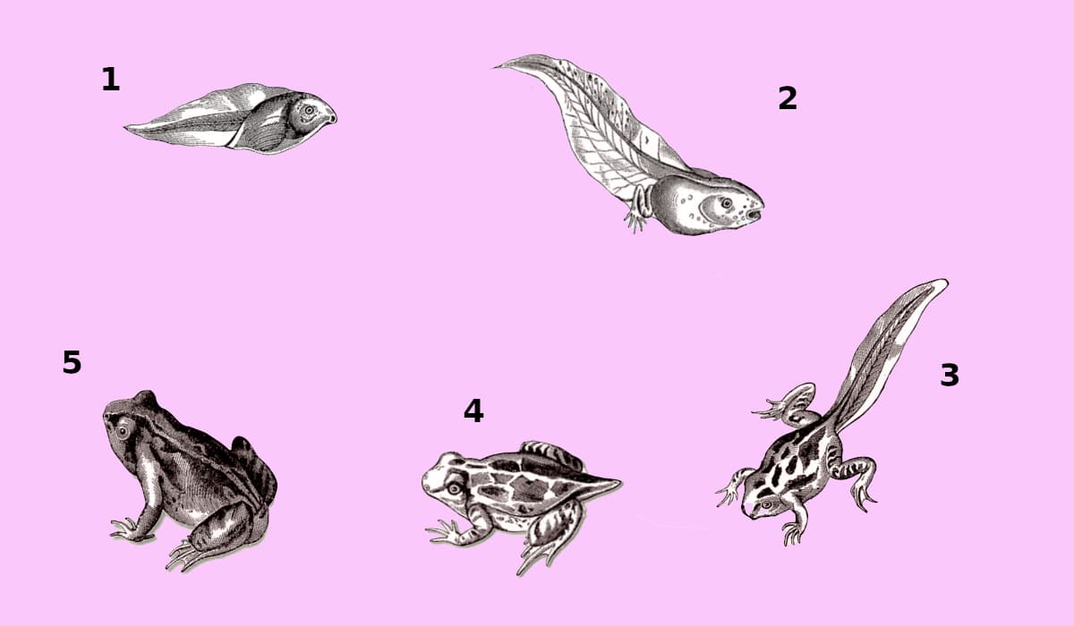 Metamorfosis, qué es y organismos que experimentan este proceso