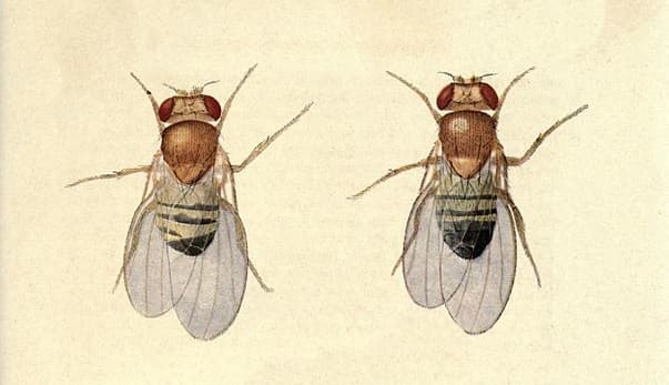 La metamorfosis del domador de moscas