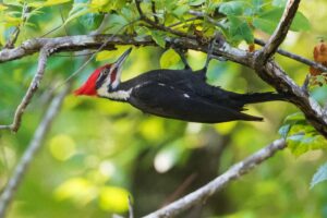 Pájaros carpinteros (Picidae), características y ciclo de vida