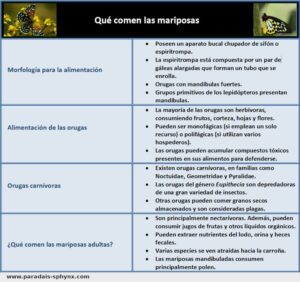 ¿Qué comen las mariposas? También las orugas