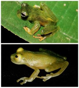 Ranas de cristal, unos anuros con región ventral transparente