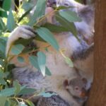 reproduccion-koala