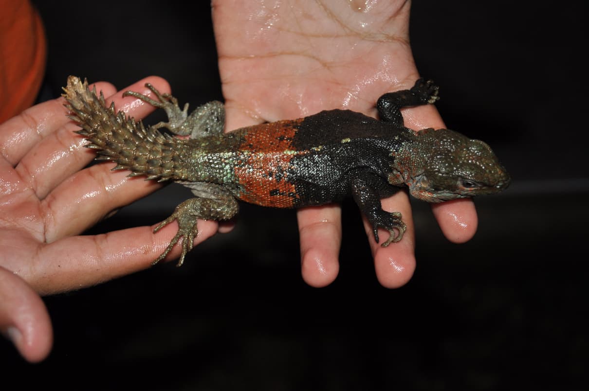 Reptiles de México