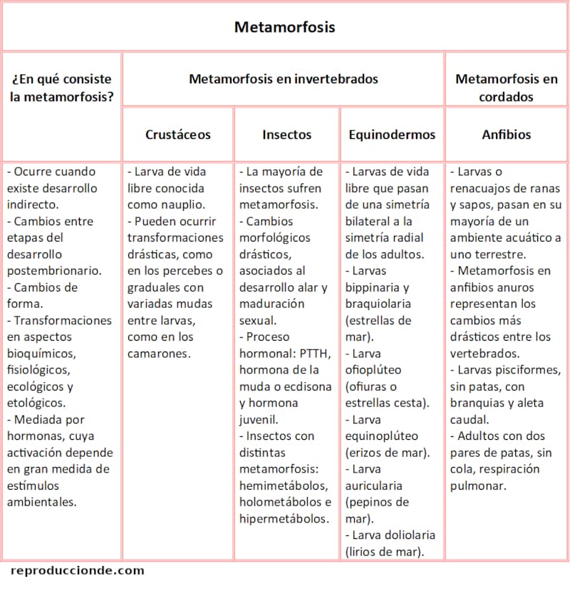 Resumen de la metamorfosis