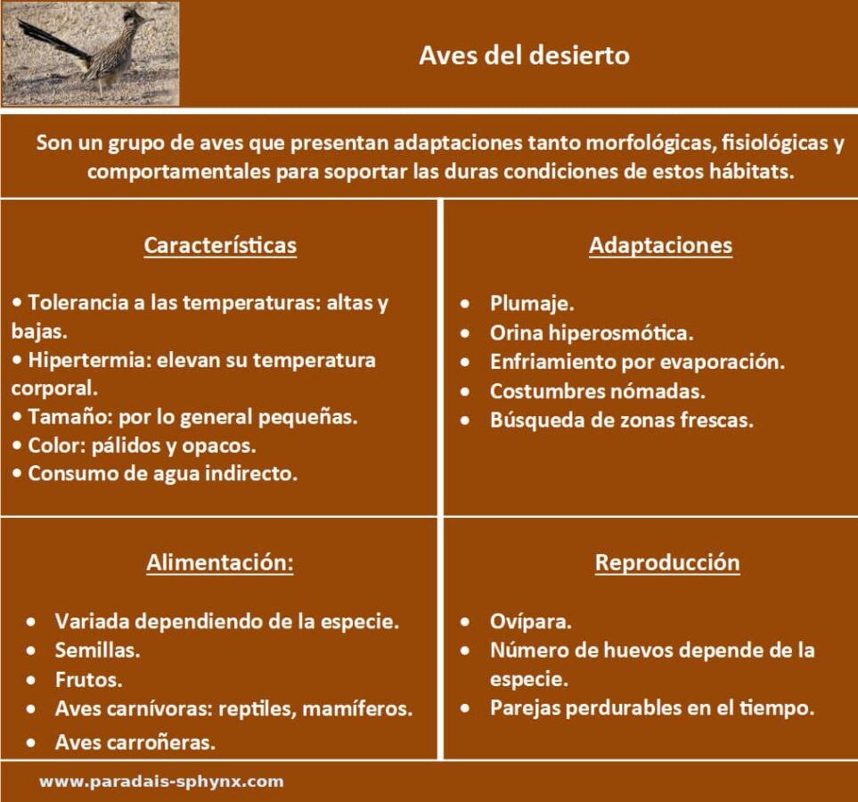 Resumen sobre las aves del desierto, ficha informativa