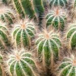 Cactus, cómo son, características, adaptaciones y ejemplos cactus