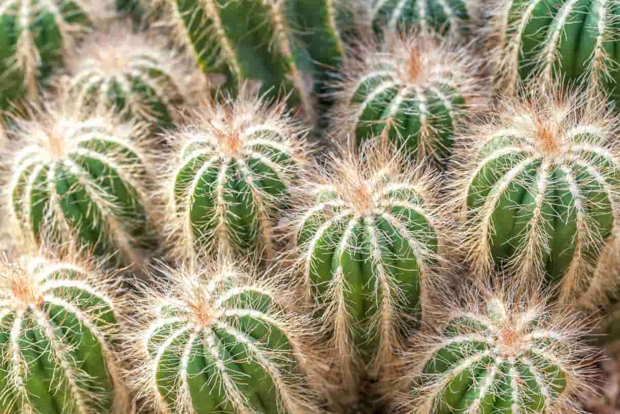 Cactus