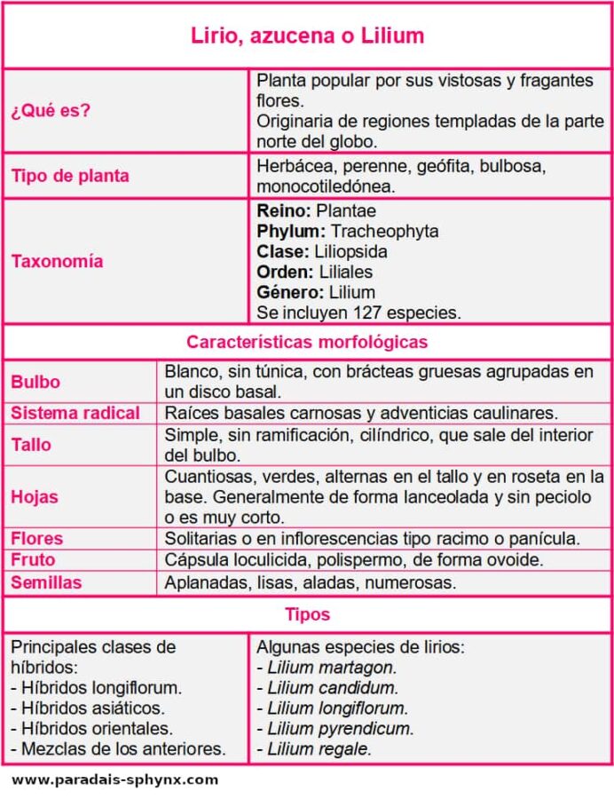Ficha del lirio o azucena
