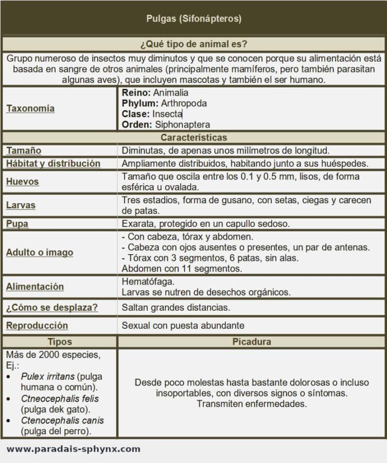 Ficha sobre las pulgas