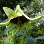 lirio-azucena-lilium