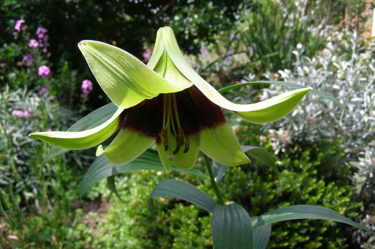 Lirio, azucena, Lilium