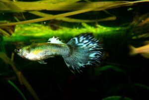 Peces guppies, características y ciclo de vida