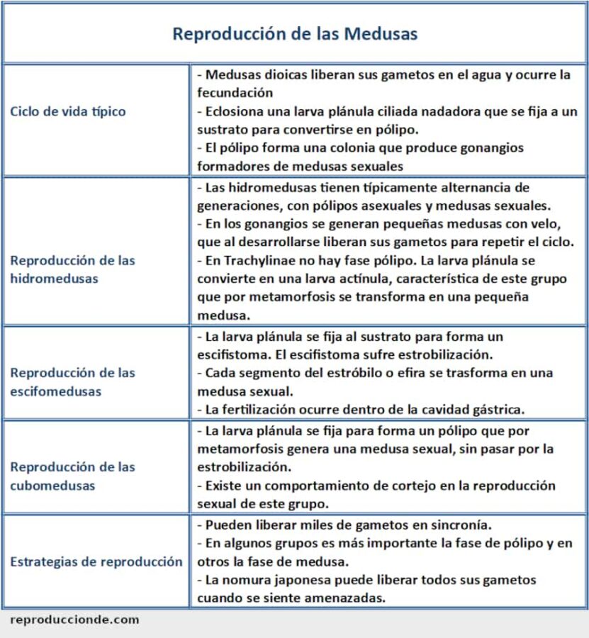Reproducción de las medusas, resumen o esquema