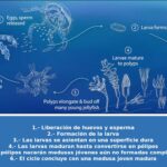 reproduccion-medusas