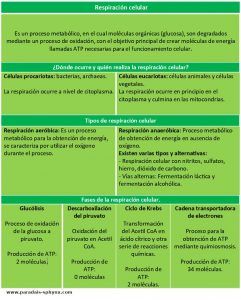 Respiración celular, qué es y dónde ocurre, tipos y fases. Resumen o esquema