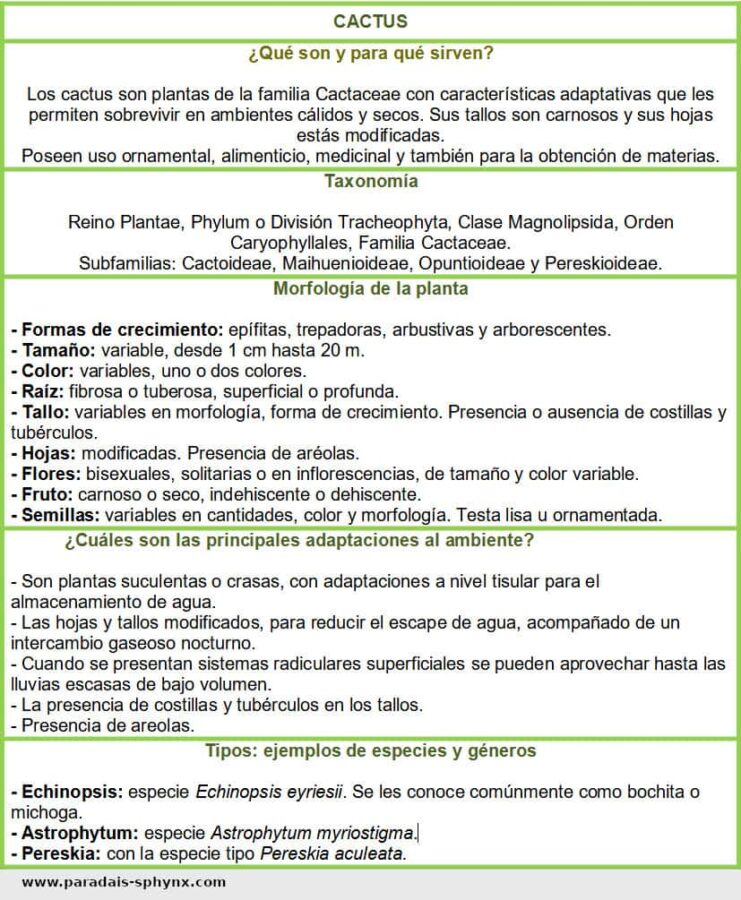 Resumen o esquema sobre la planta cactus