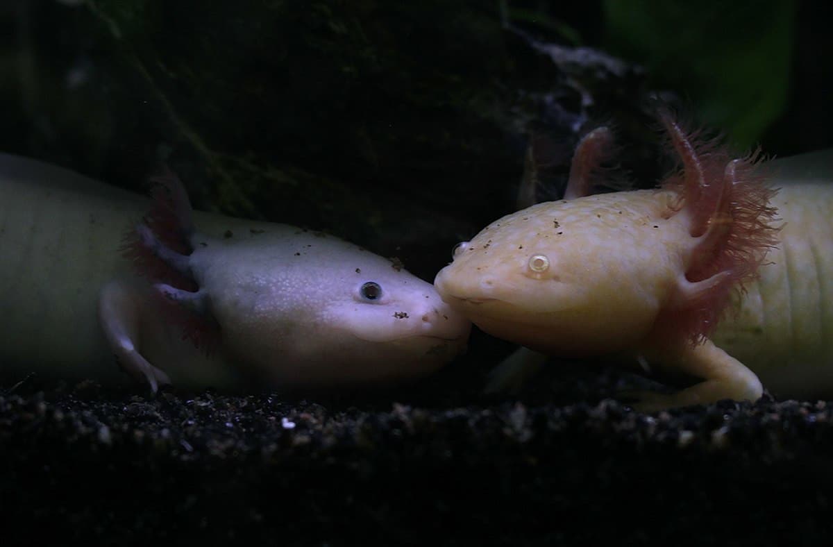 Qué come el ajolote, Ambystoma mexicanum